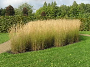 Calamagrostis acutiflora Karl Foerster Foto Brandt